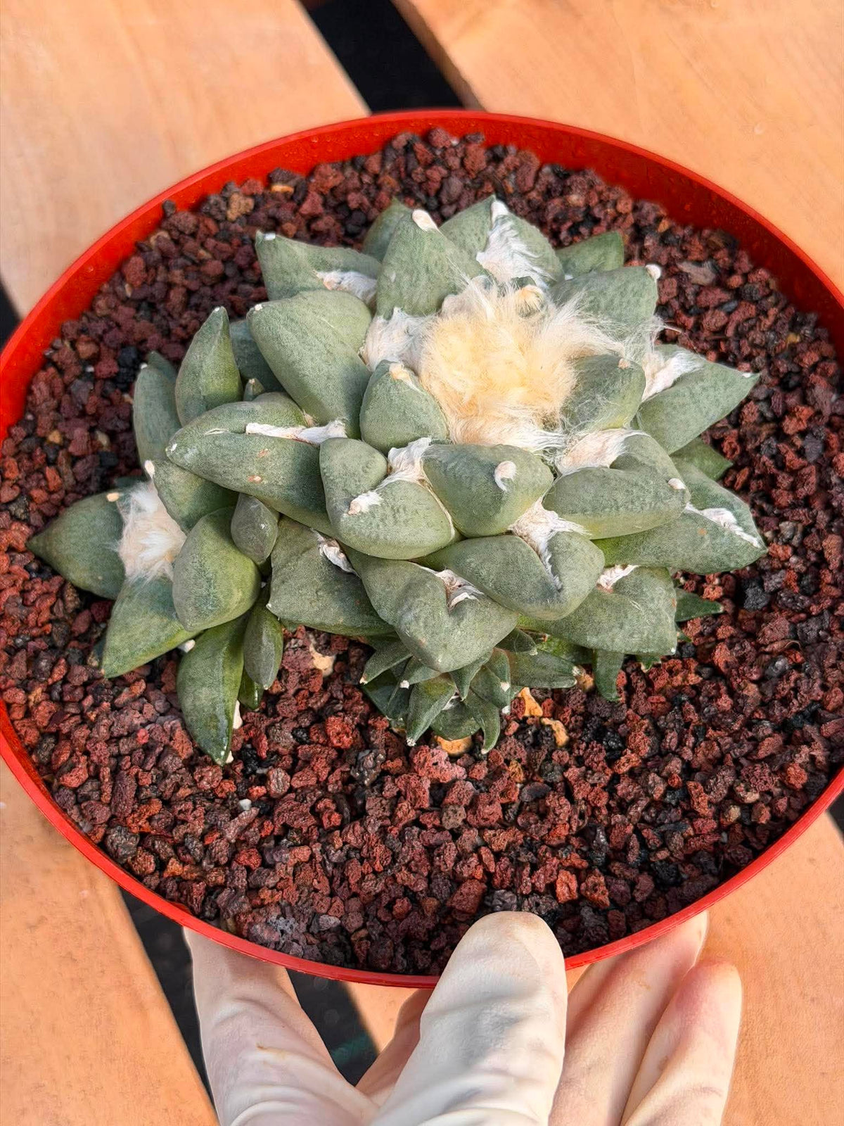 Ariocarpus retusa with Pups – Rare Collector Cactus #122