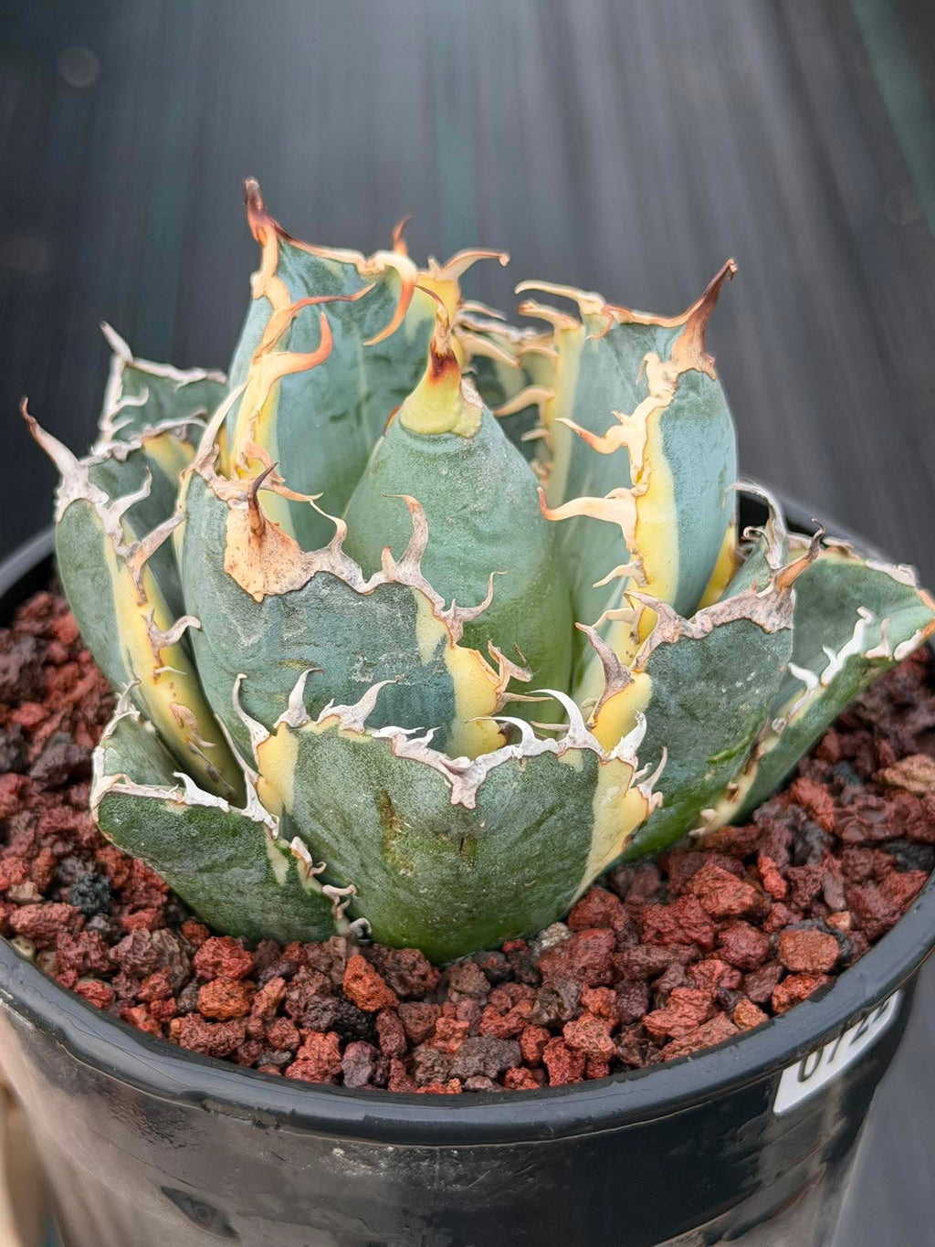 Variegated Agave Titanota Blue Diamond – Rare Collector Succulent #722