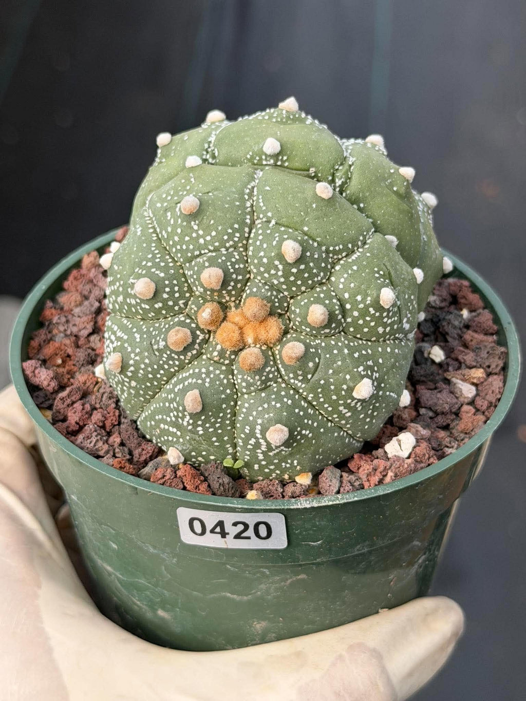 Astrophytum Asteria Double Heads Seed Grown #420