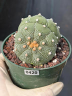 Astrophytum Asteria Double Heads Seed Grown #420