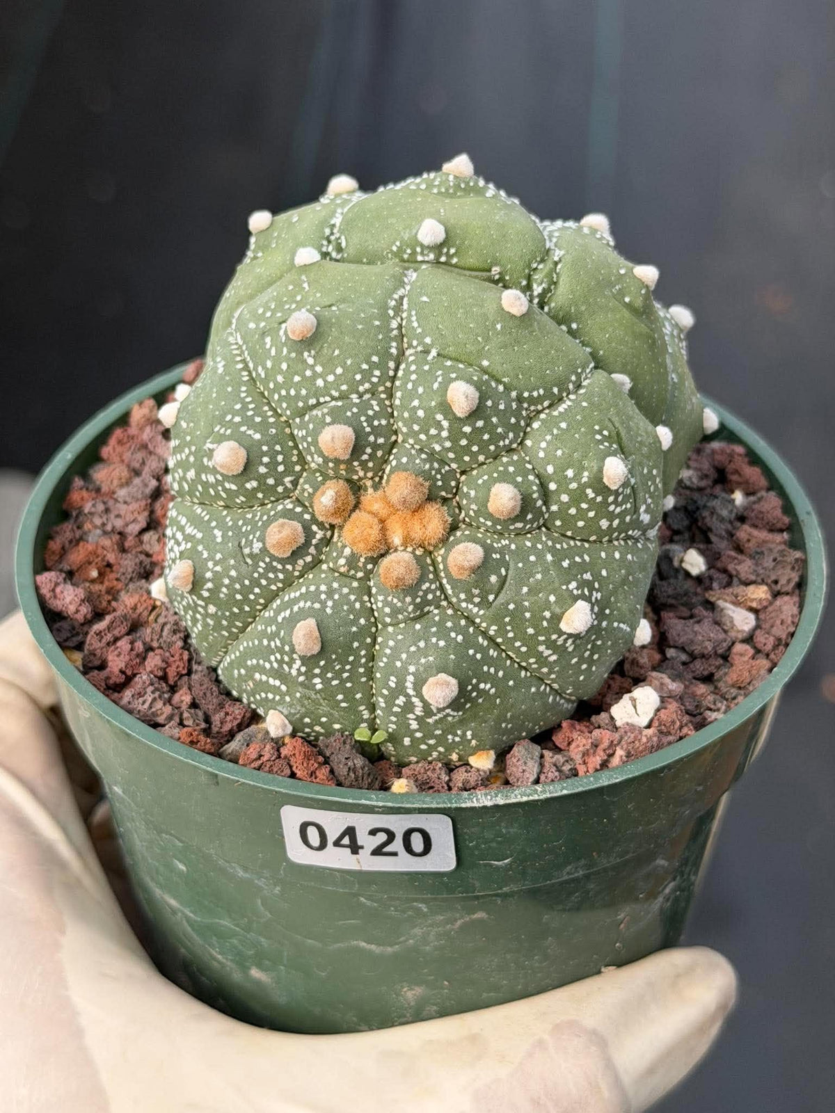 Astrophytum Asteria Double Heads Seed Grown #420