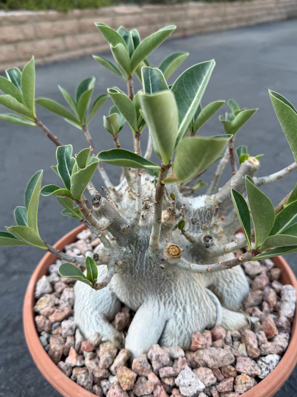 Large Specimen Adenium Arabicum #912 | Pink Flower Live Plant