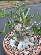 Large Specimen Adenium Arabicum #912 | Pink Flower Live Plant
