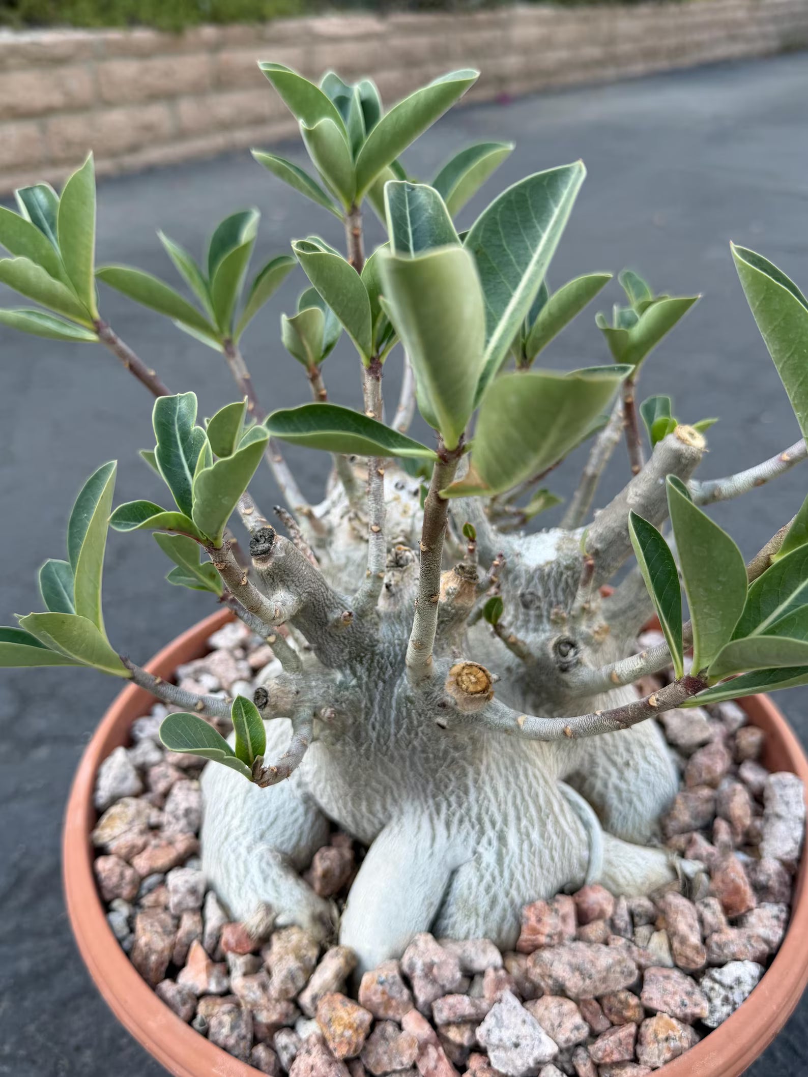 Large Specimen Adenium Arabicum #912 | Pink Flower Live Plant