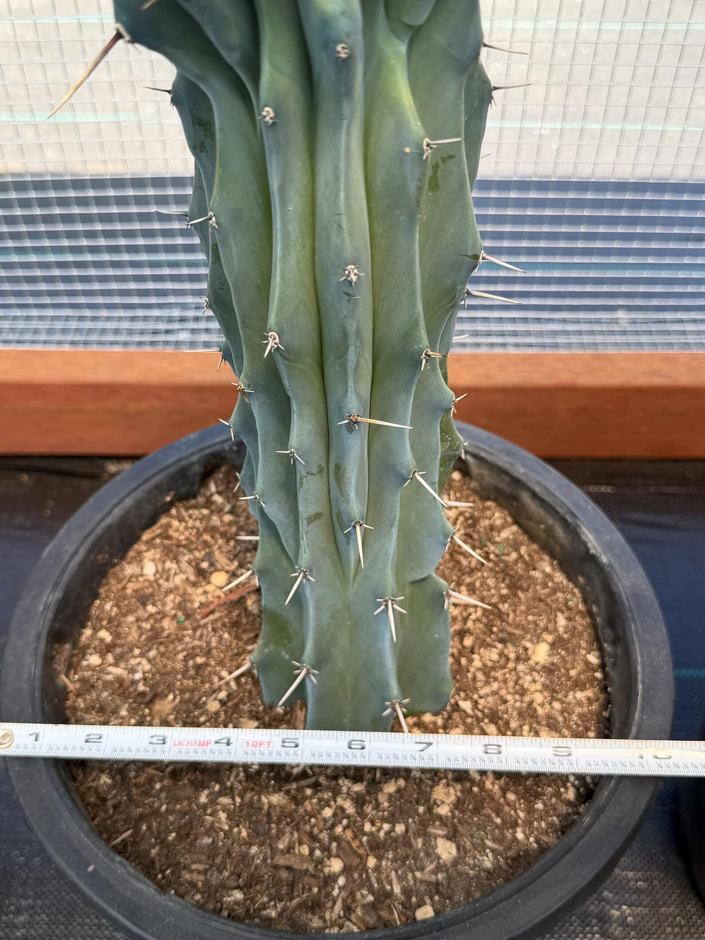 Crested Blue Myrtle Cactus | Rare Crested Live Cactus | Collector Plant