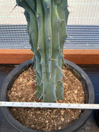 Crested Blue Myrtle Cactus | Rare Crested Live Cactus | Collector Plant