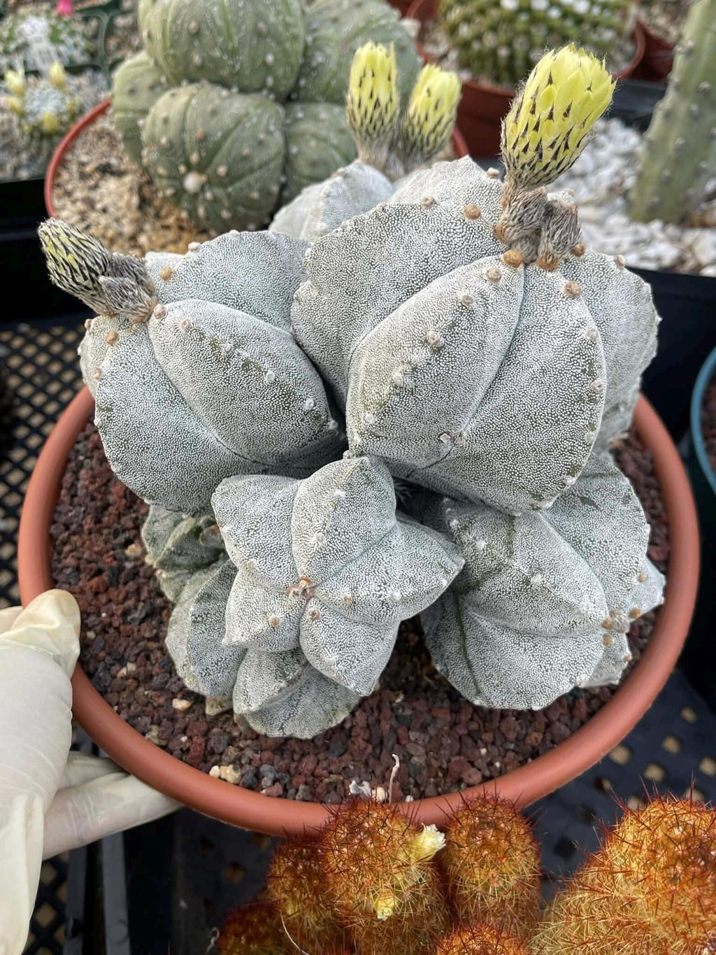 8-Head Astrophytum Myriostigma Cluster | Rare BRAG Collection Cactus