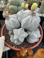 8-Head Astrophytum Myriostigma Cluster | Rare BRAG Collection Cactus