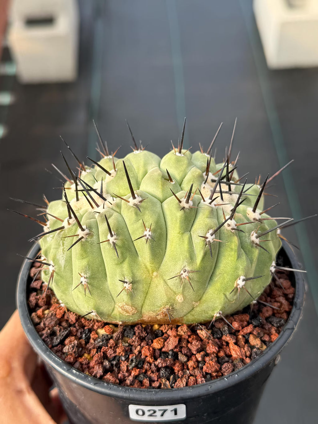 Crested Copiapoa Cinerea Live Cactus #271 – Rare Collector Cactus