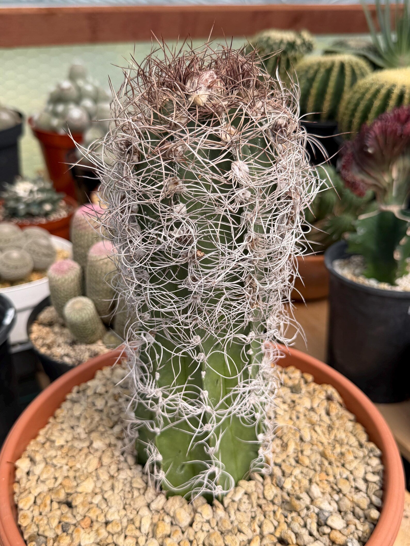Seed Grown Astrophytum Capricorne Large| Rare Live Cactus