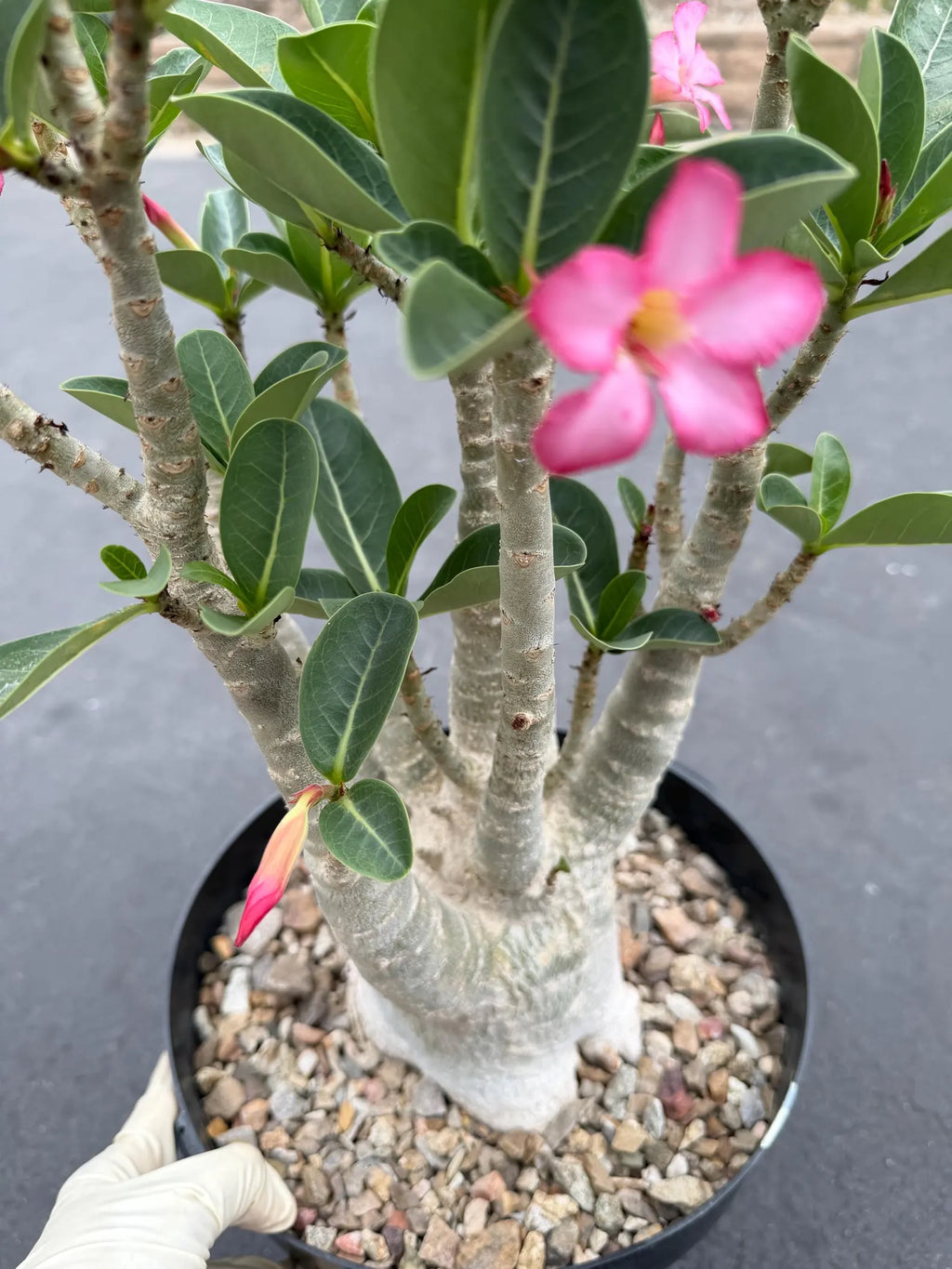 Large Specimen Adenium Arabicum | Pink Flower Live Plant