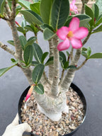 Large Specimen Adenium Arabicum | Pink Flower Live Plant
