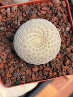 Euphorbia Piscidermis Fish Skin Euphorbia – Rare Succulent Cactus #887 Unique Collector Plant