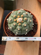 Astrophytum Asteria Turtle Form #372