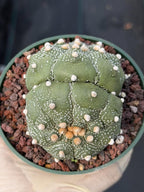 Astrophytum Asteria Double Heads Seed Grown #420