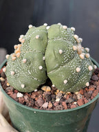 Astrophytum Asteria Double Heads Seed Grown #420