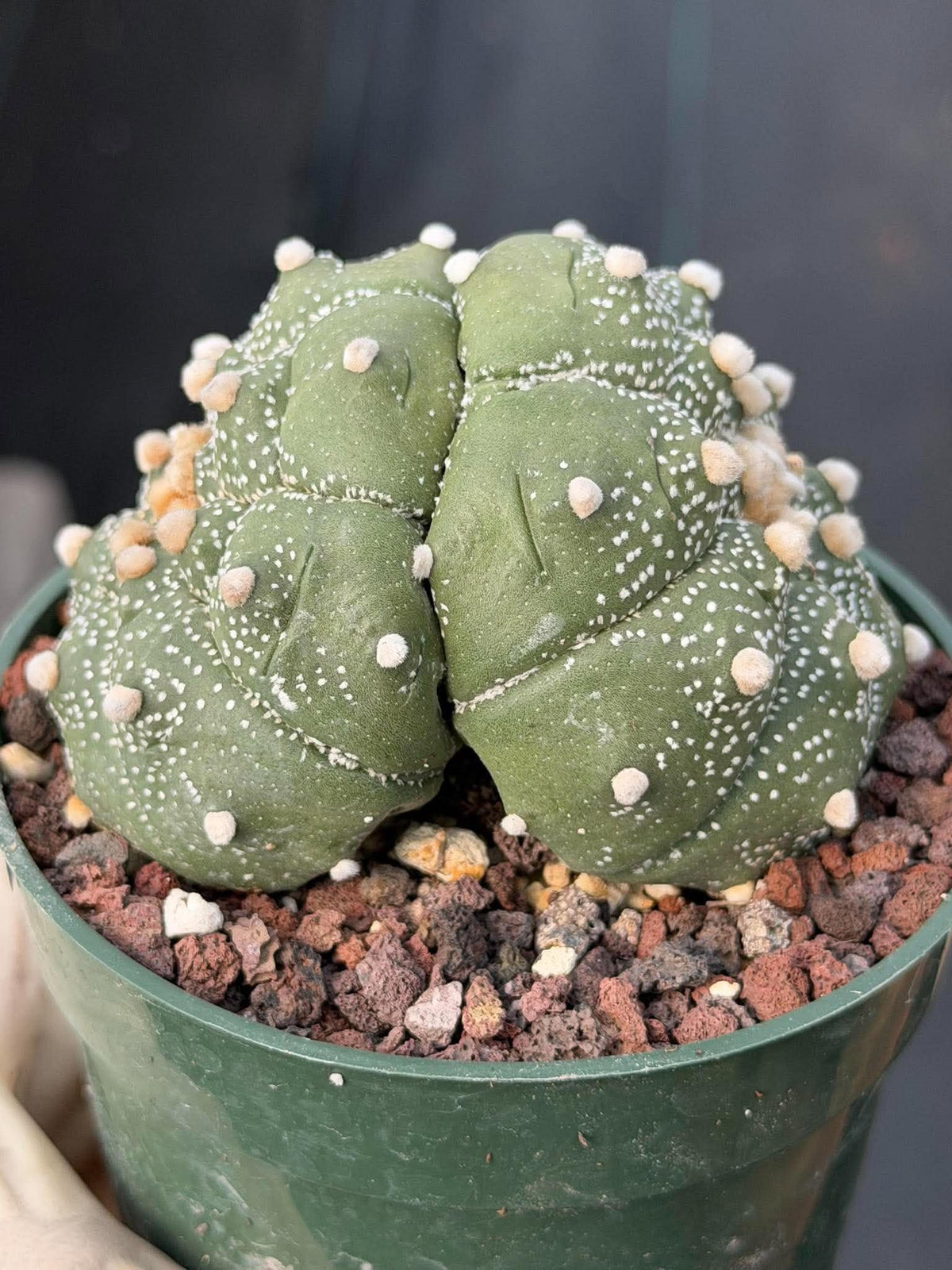 Astrophytum Asteria Double Heads Seed Grown #420
