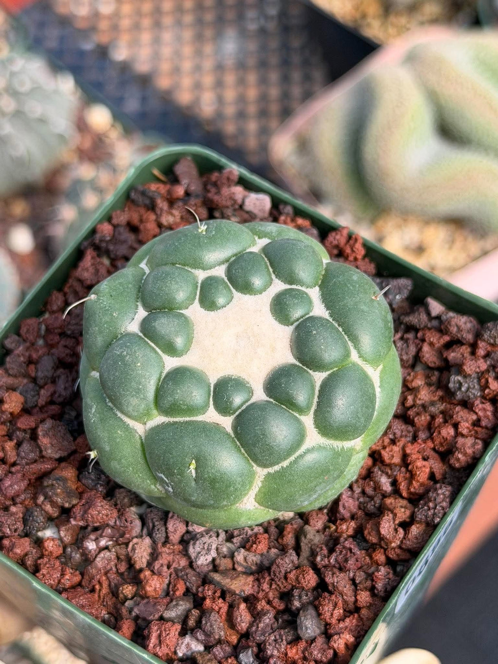 Coryphantha Elephantidens Inermis Spineless Cactus – Rare Succulent #886 Collectors Plant