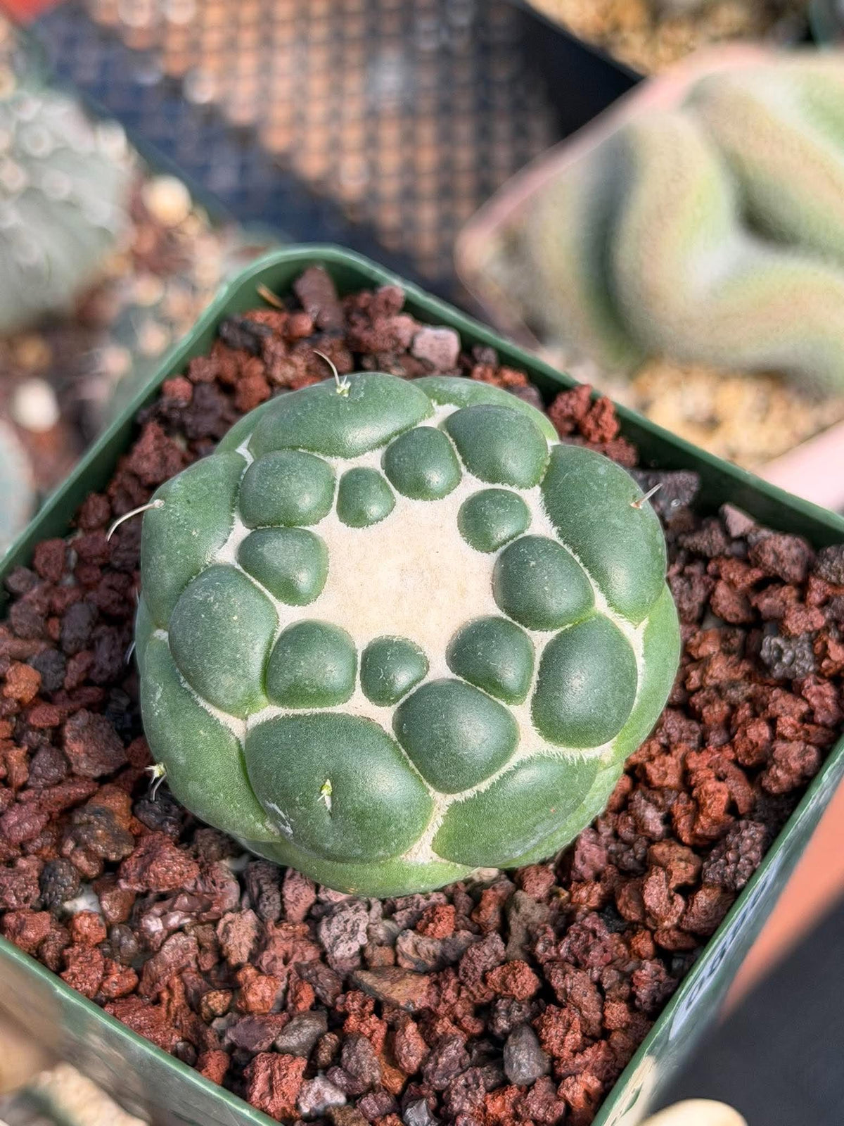 Coryphantha Elephantidens Inermis Spineless Cactus – Rare Succulent #886 Collectors Plant