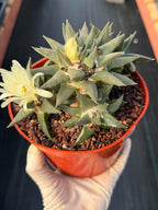 Ariocarpus Trigonus Cluster | Rare Flowering Seed-Grown Cactus | Collector Specimen