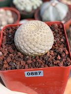 Euphorbia Piscidermis Fish Skin Euphorbia – Rare Succulent Cactus #887 Unique Collector Plant