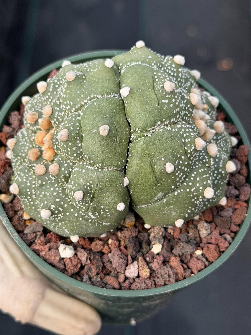 Astrophytum Asteria Double Heads Seed Grown #420