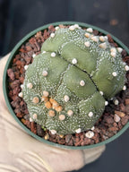 Astrophytum Asteria Double Heads Seed Grown #420