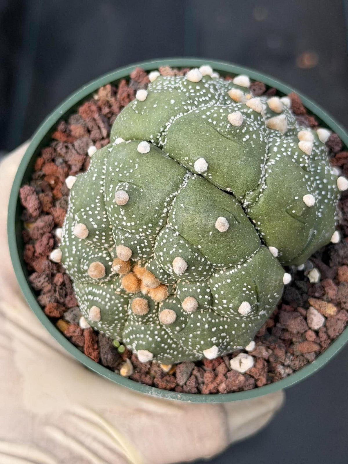 Astrophytum Asteria Double Heads Seed Grown #420
