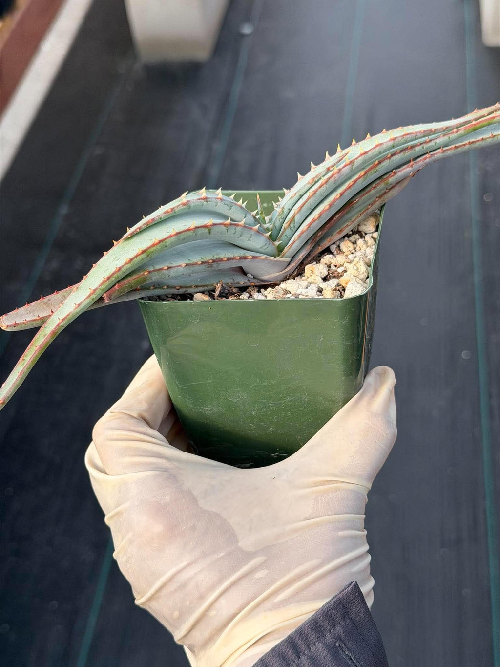 Aloe Suprafoliata Mustache Aloe | Rare Succulent Plant | Collector Specimen