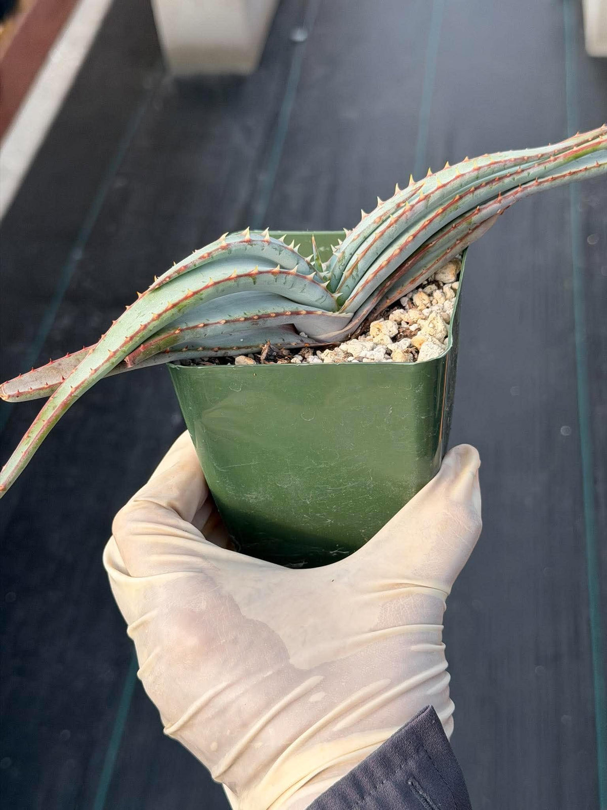 Aloe Suprafoliata Mustache Aloe | Rare Succulent Plant | Collector Specimen