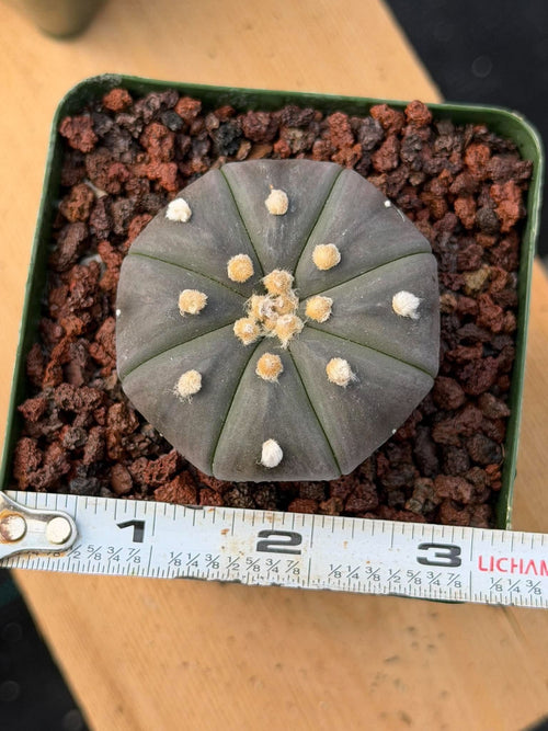 Astrophytum Asteria Purple Skin #840