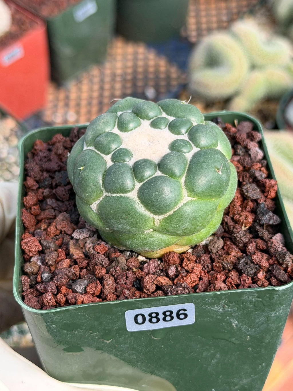 Coryphantha Elephantidens Inermis Spineless Cactus – Rare Succulent #886 Collectors Plant