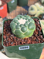 Coryphantha Elephantidens Inermis Spineless Cactus – Rare Succulent #886 Collectors Plant