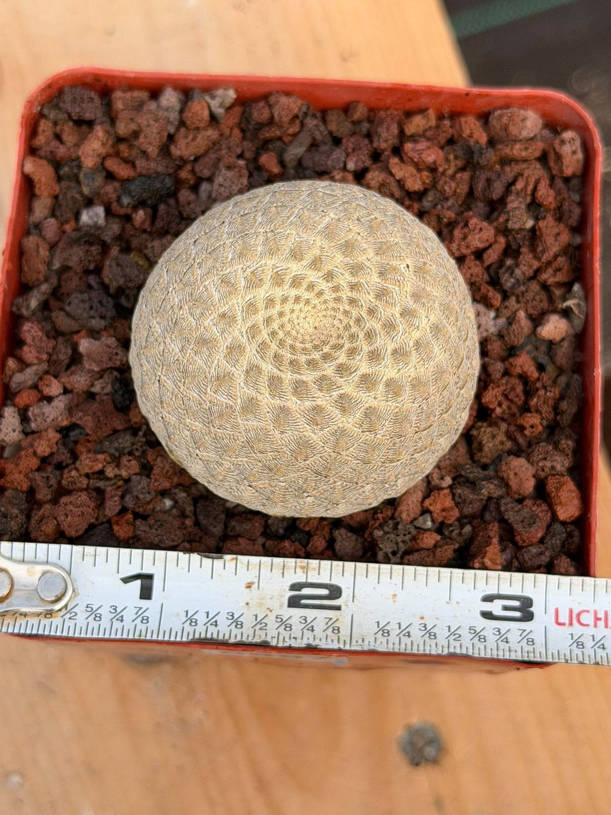 Euphorbia Piscidermis Fish Skin Euphorbia – Rare Succulent Cactus #887 Unique Collector Plant