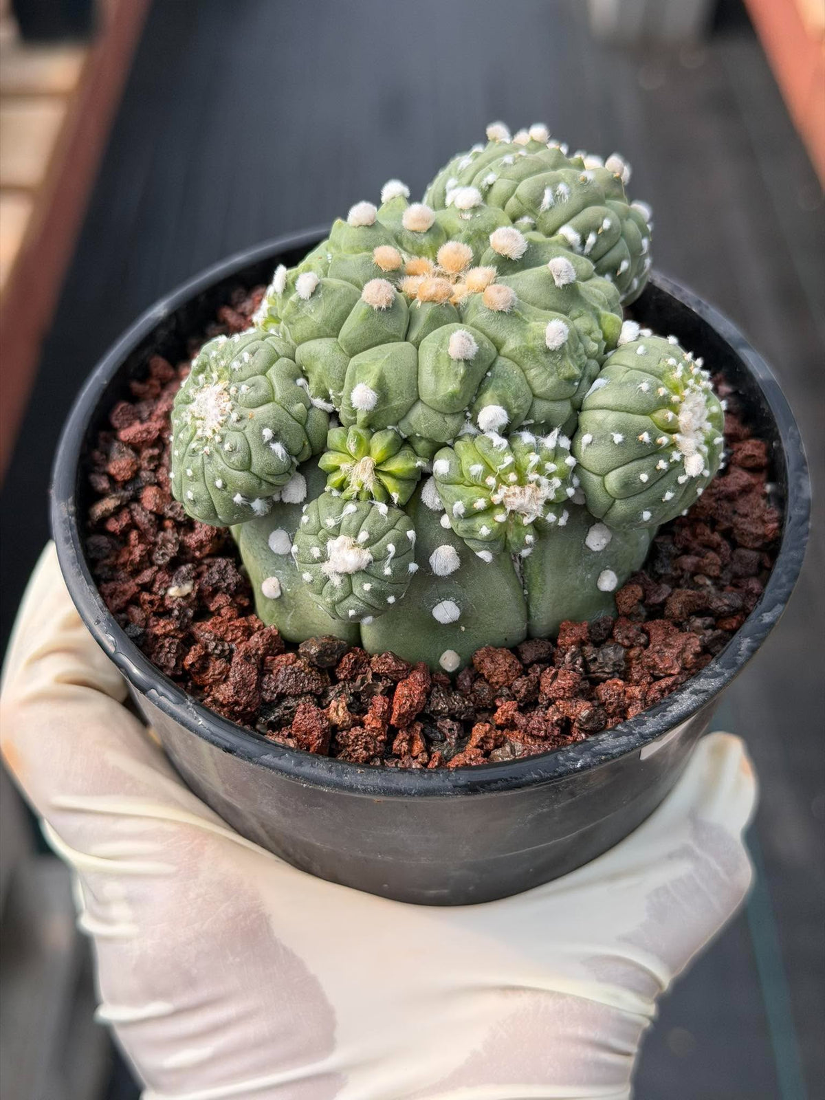 Astrophytum Kikko Cactus w/Pups – Rare Seed Grown Succulent #646