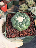 Coryphantha Elephantidens Inermis Spineless Cactus – Rare Succulent #886 Collectors Plant