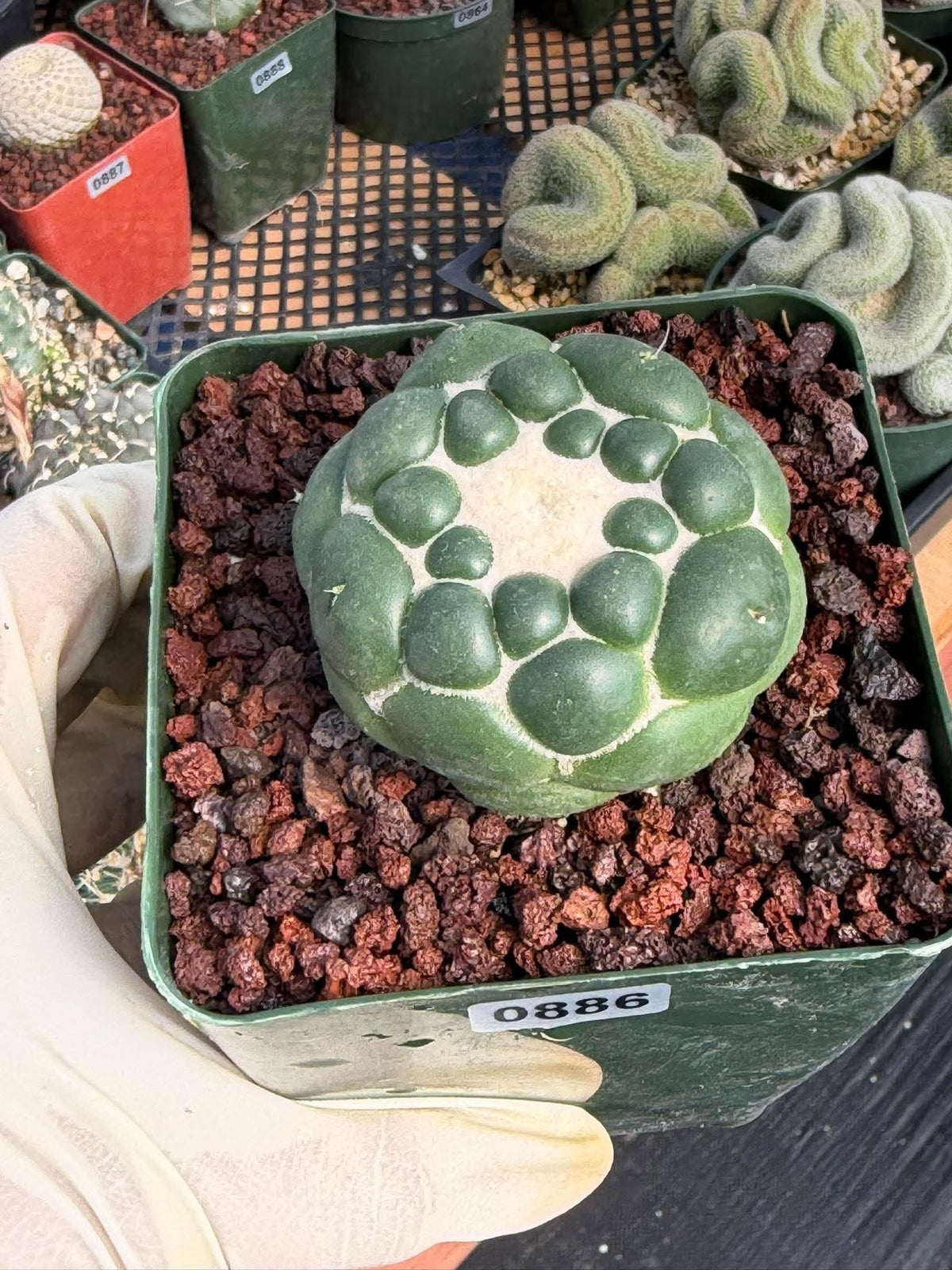 Coryphantha Elephantidens Inermis Spineless Cactus – Rare Succulent #886 Collectors Plant
