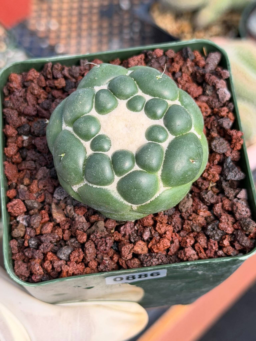 Coryphantha Elephantidens Inermis Spineless Cactus – Rare Succulent #886 Collectors Plant