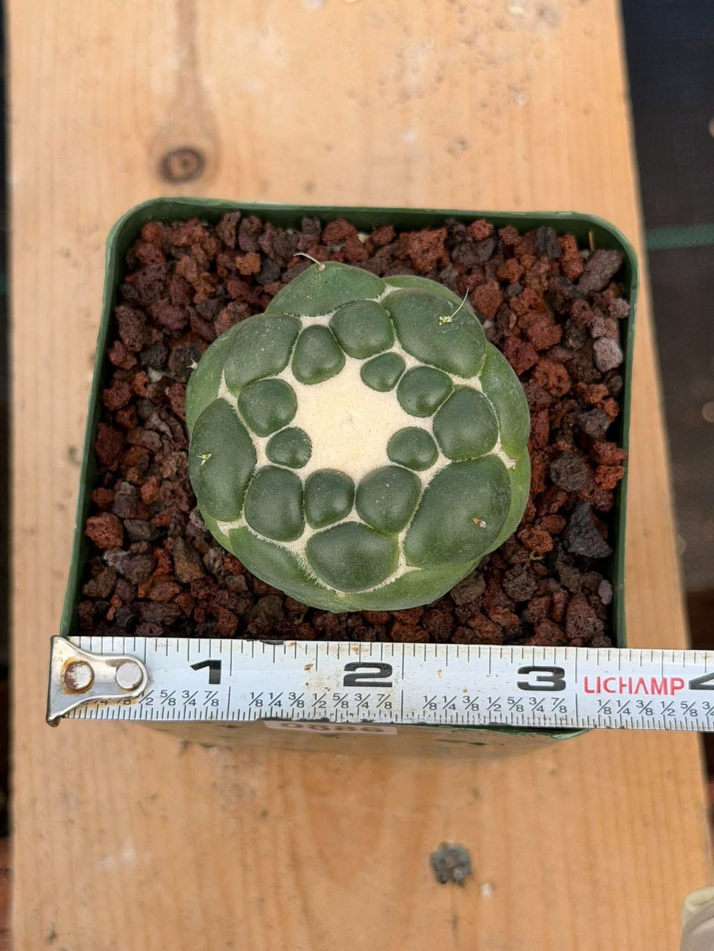 Coryphantha Elephantidens Inermis Spineless Cactus – Rare Succulent #886 Collectors Plant