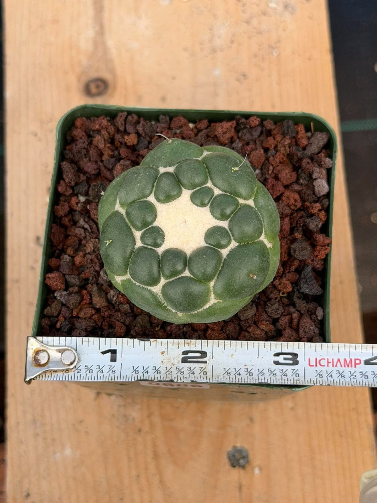 Coryphantha Elephantidens Inermis Spineless Cactus – Rare Succulent #886 Collectors Plant