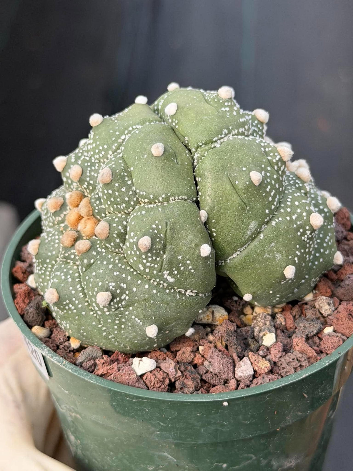 Astrophytum Asteria Double Heads Seed Grown #420
