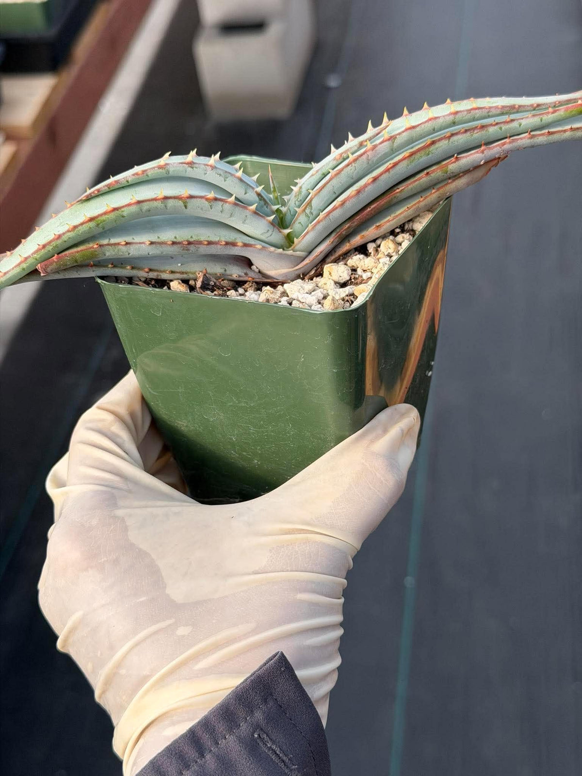 Aloe Suprafoliata Mustache Aloe | Rare Succulent Plant | Collector Specimen