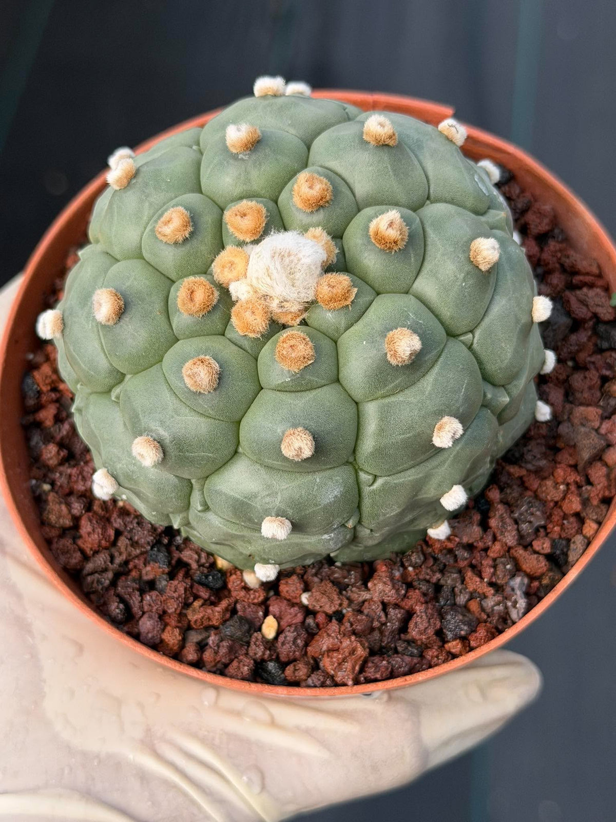 Astrophytum Asteria Turtle Form #372