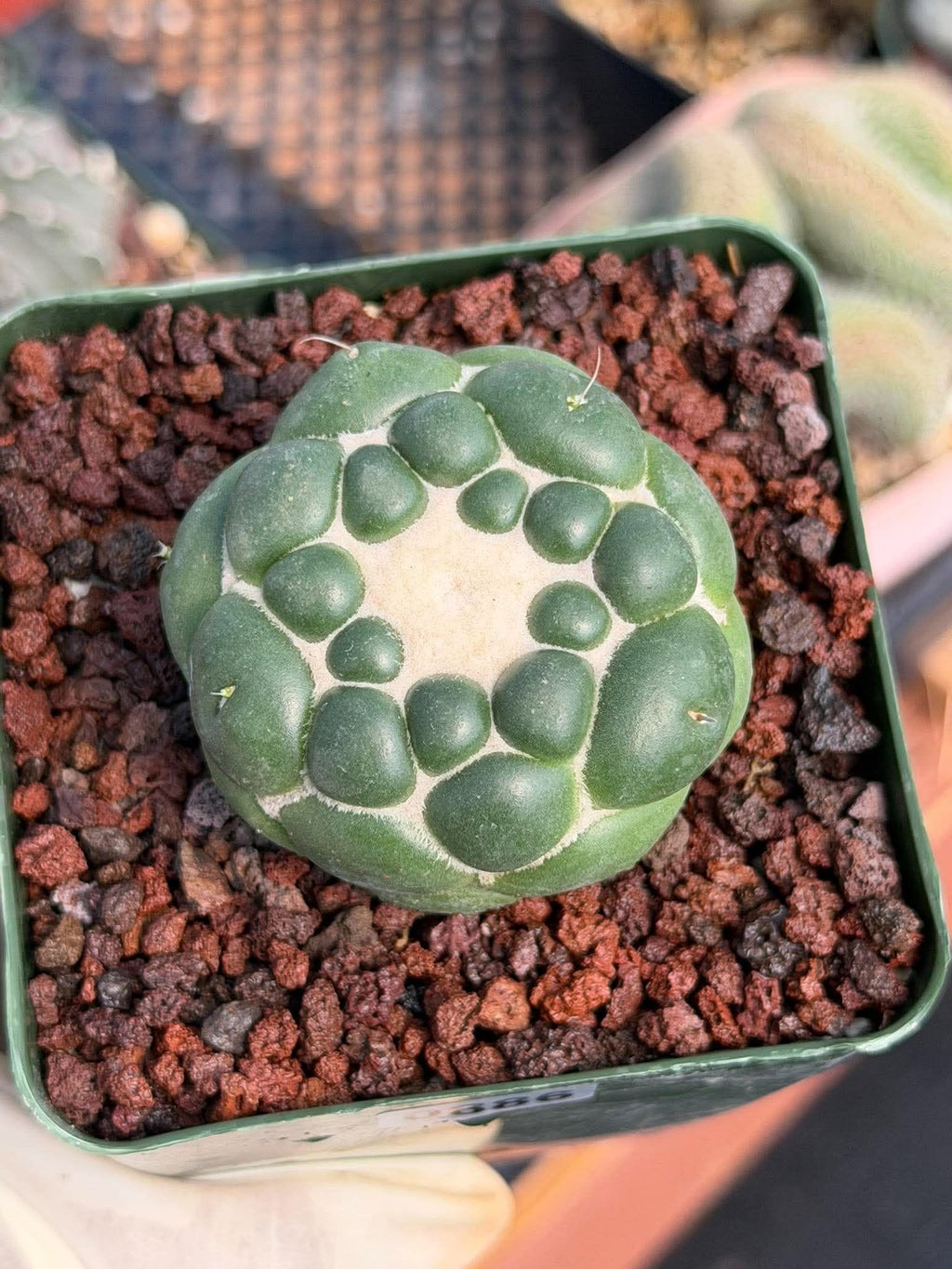 Coryphantha Elephantidens Inermis Spineless Cactus – Rare Succulent #886 Collectors Plant