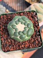 Coryphantha Elephantidens Inermis Spineless Cactus – Rare Succulent #886 Collectors Plant