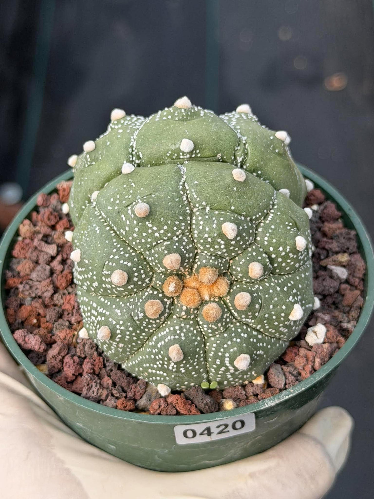 Astrophytum Asteria Double Heads Seed Grown #420
