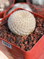 Euphorbia Piscidermis Fish Skin Euphorbia – Rare Succulent Cactus #887 Unique Collector Plant