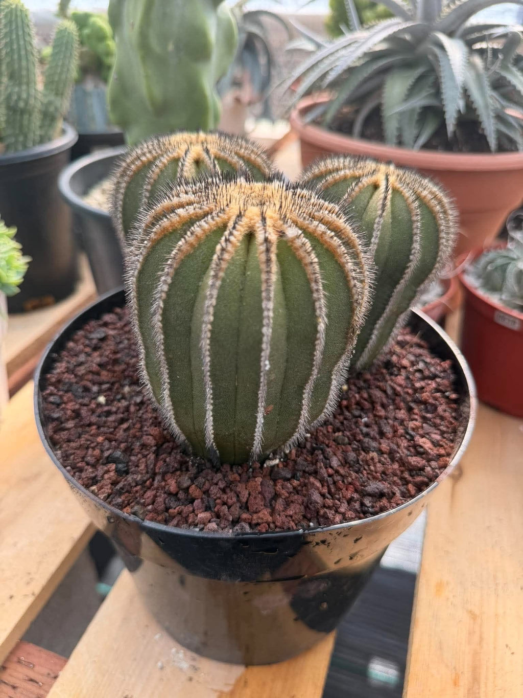Rare 3‑Head Uebelmannia Pectinifera Cactus | Seed‑Grown Collector Specimen #800