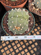 Astrophytum Asteria Double Heads Seed Grown #420