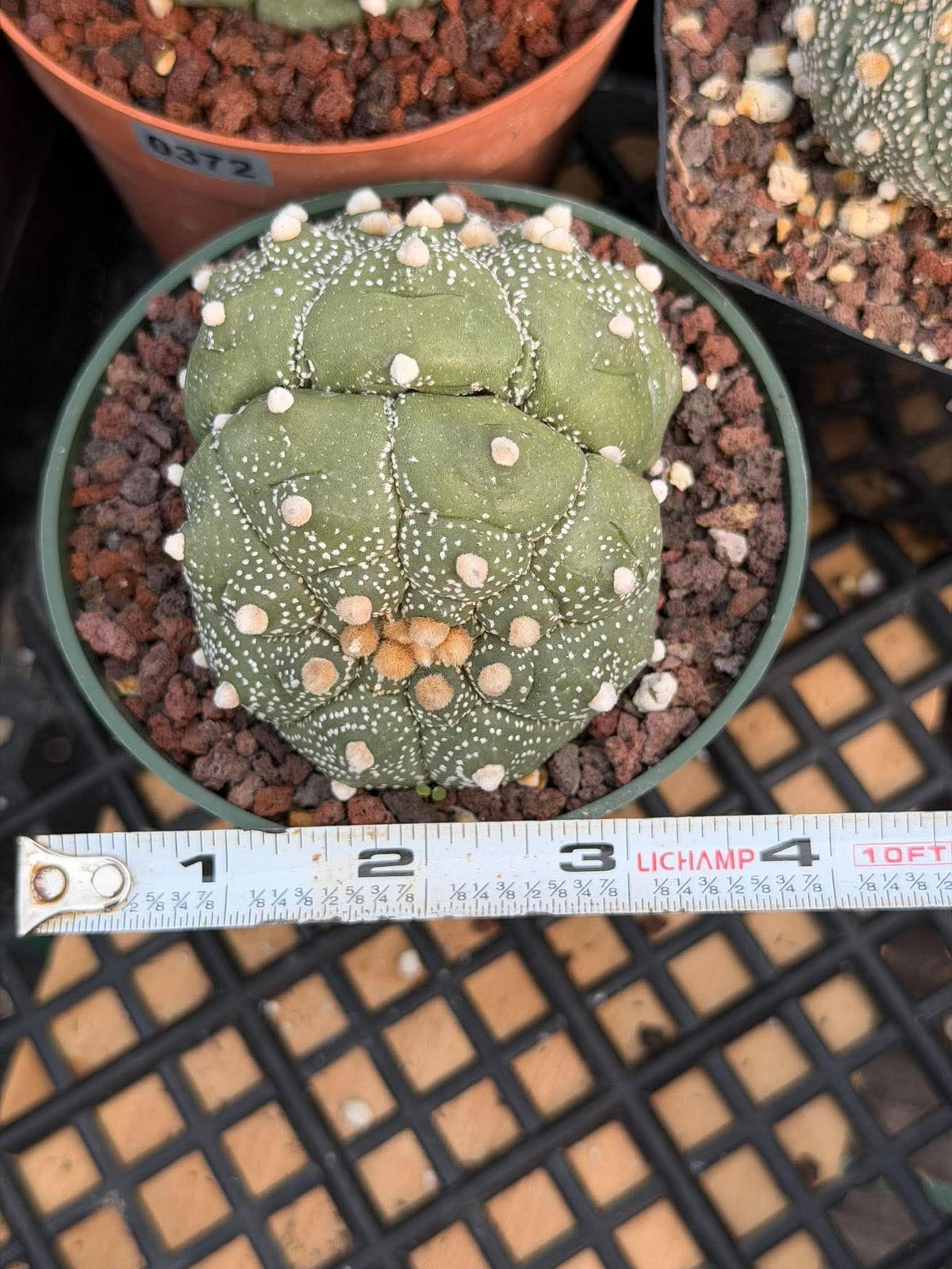 Astrophytum Asteria Double Heads Seed Grown #420